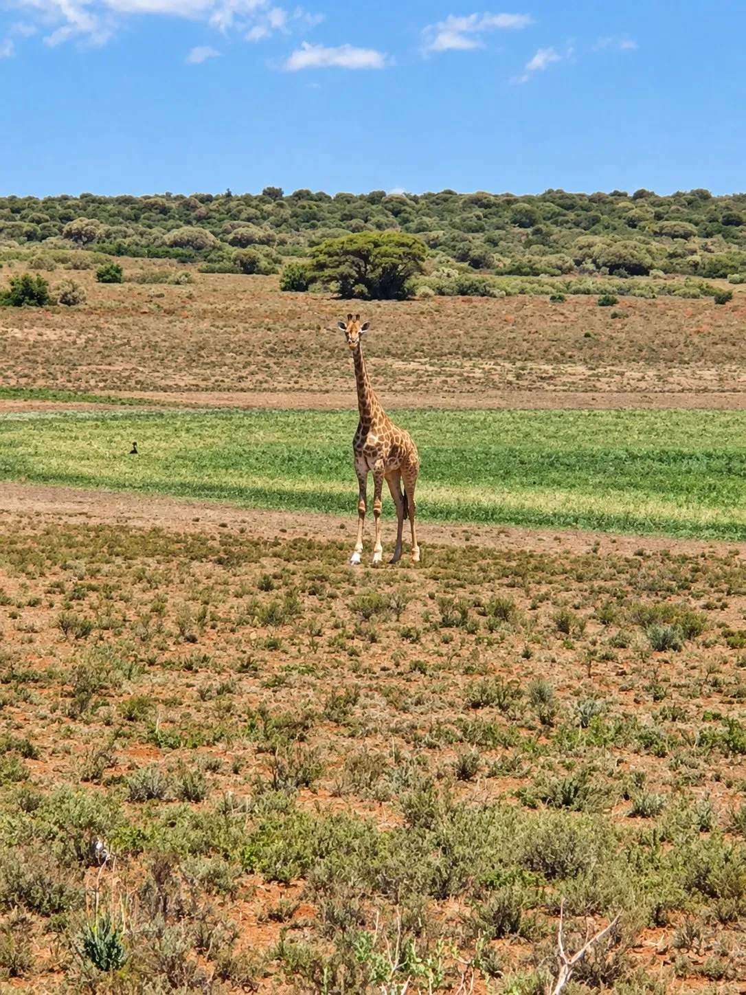 A lone giraffe stands on open grassland in front of a line of trees.