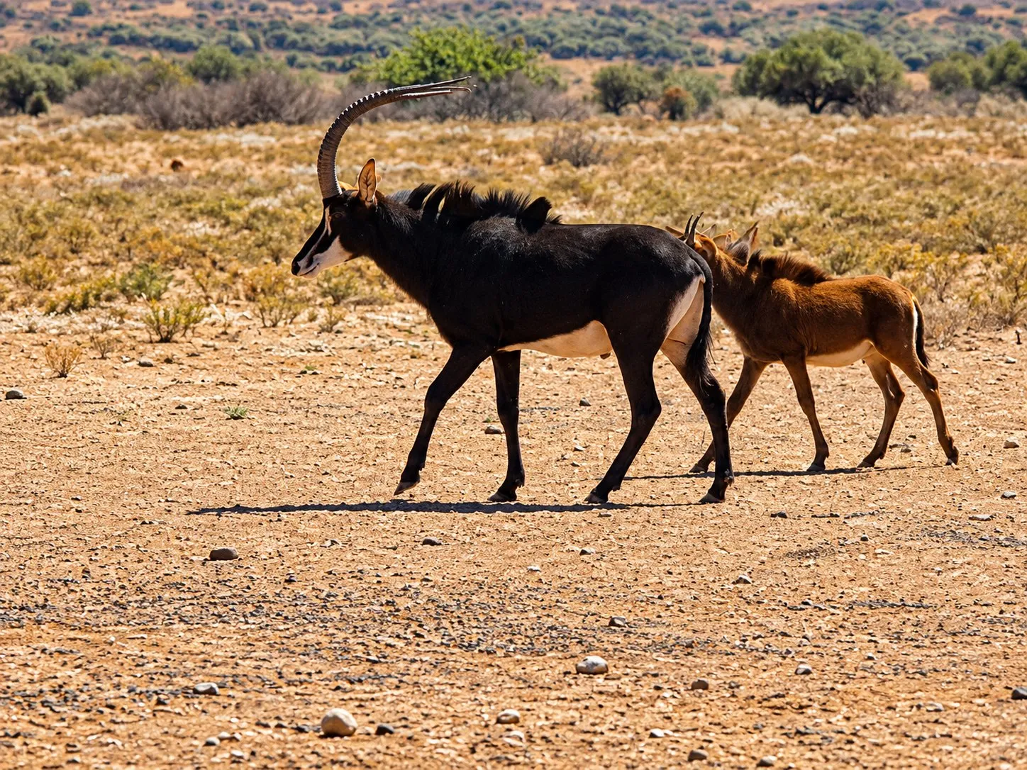 The farm's famous sable bull, jet black with long sweeping horns, walks across dry ground beside a russet calf.