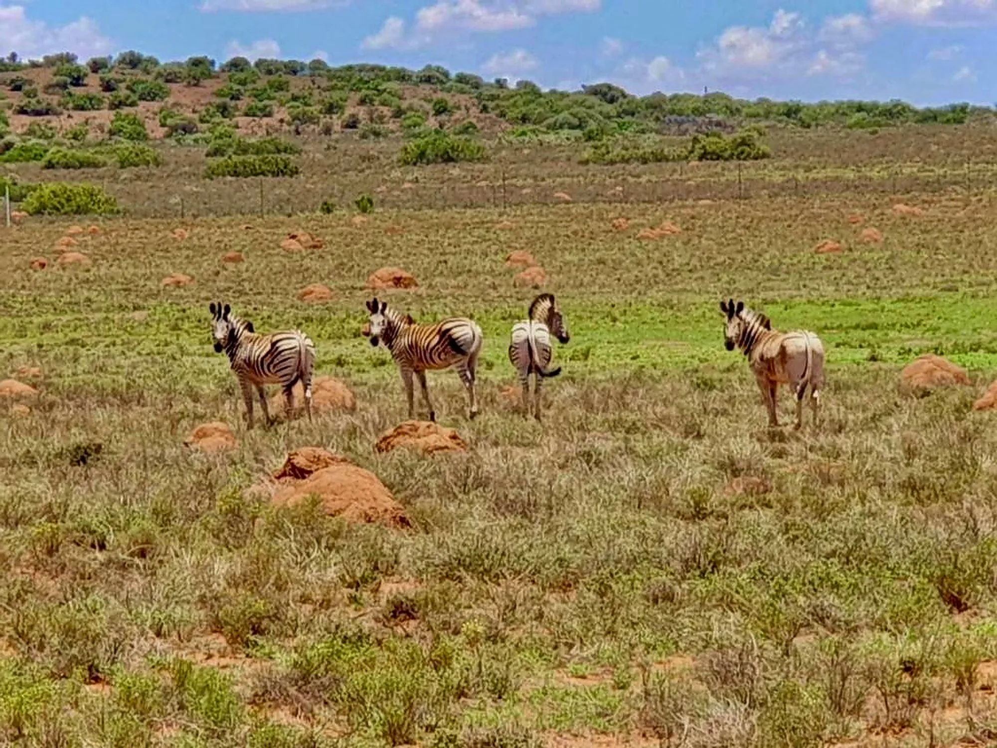 Four zebra stand among termite mounds on green Kalahari grassland.